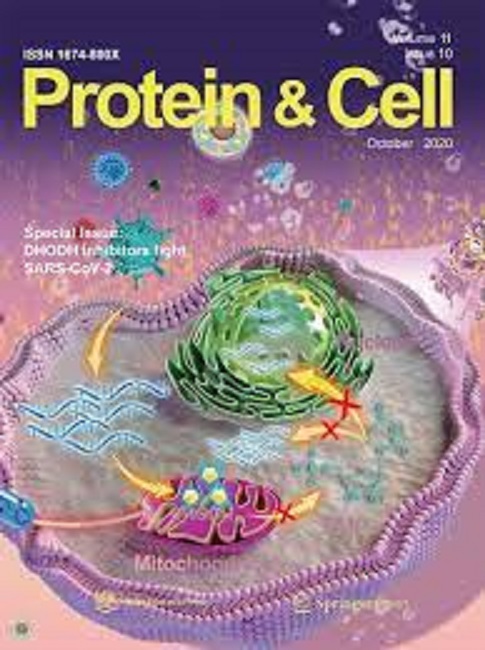 Protein and Cell